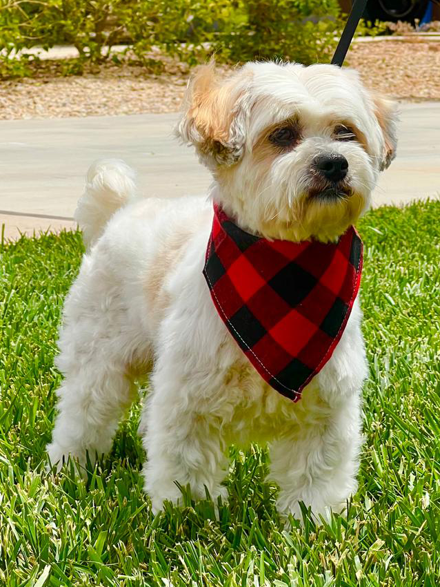 Gentle dog grooming in St. George Utah by Chula Pawz