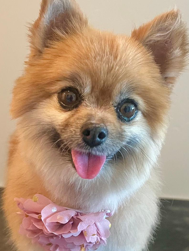 Happy clean dog after grooming appointment