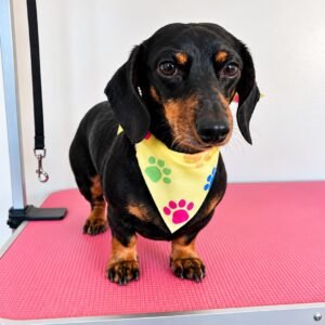 Perrito salchicha feliz en Chula Pawz