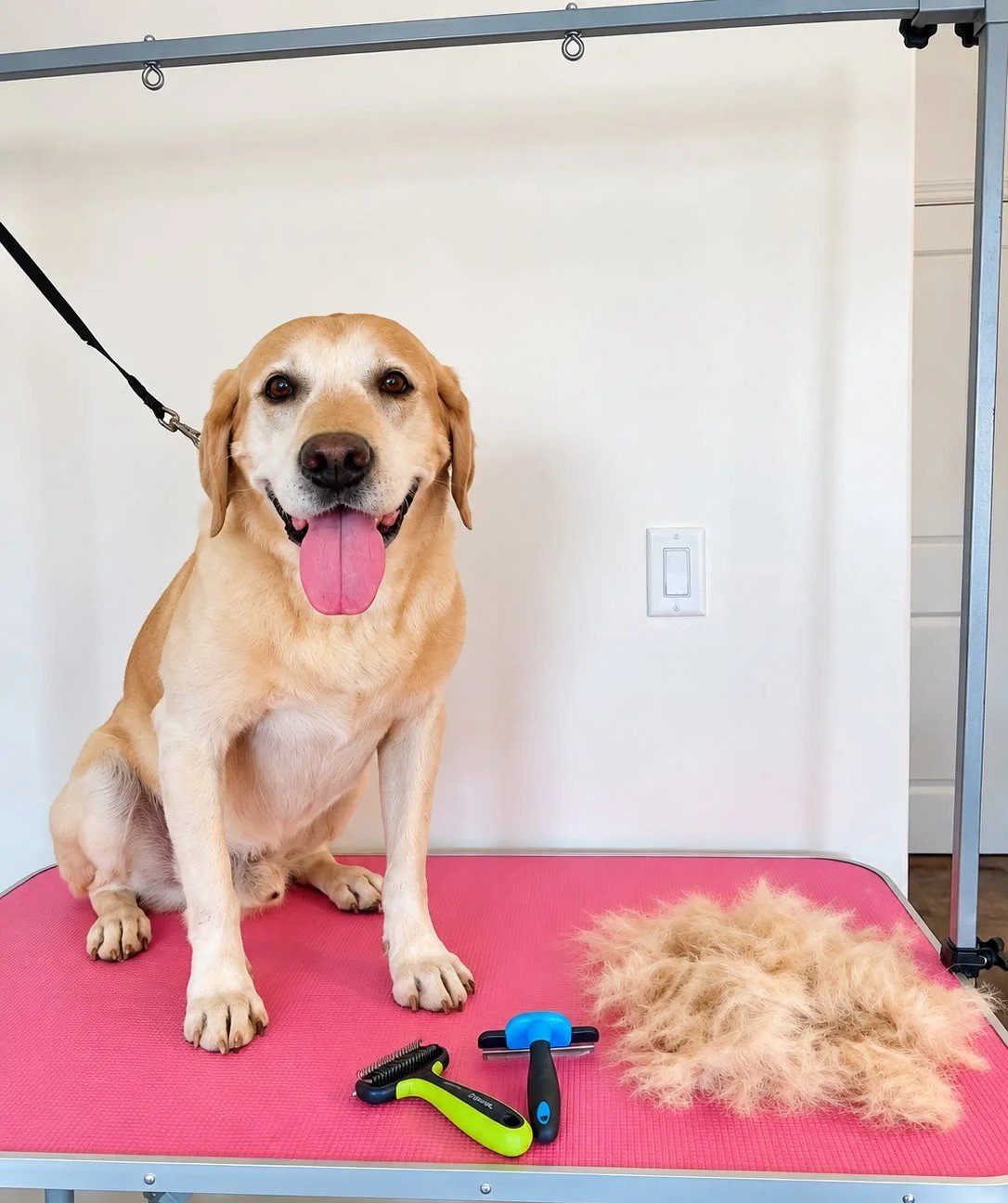 Happy Labrador after a de-shedding treatment at Chula Pawz in St. George, with a pile of removed undercoat and de-shedding tools