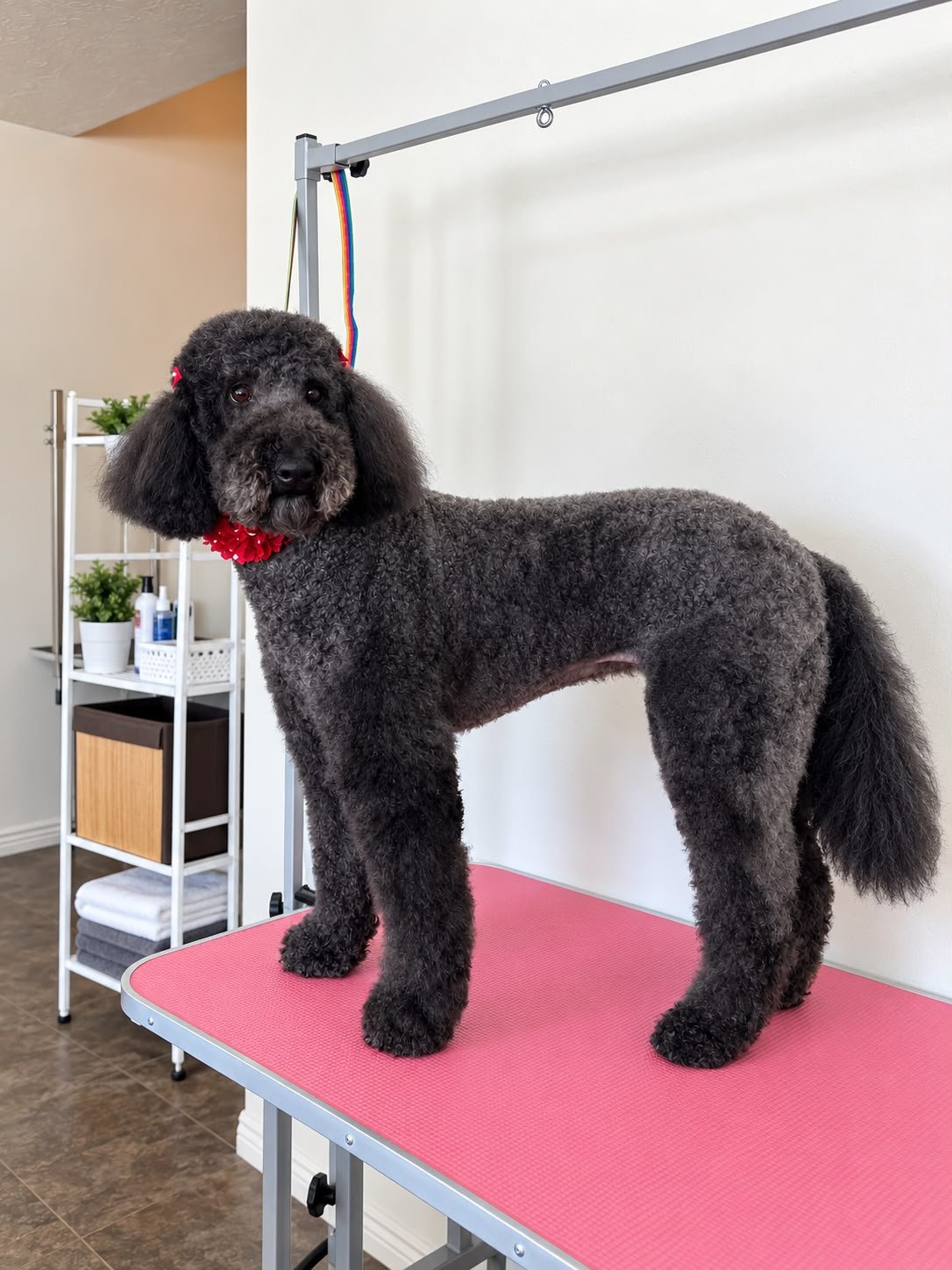 Freshly groomed black doodle with a red bandana on the grooming table at Chula Pawz in St. George